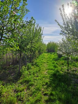 Proprietar – Gospodărie mare 5.600 mp, casă, livadă bogată, stupină și lac, com. Potlogi — miniatură 5