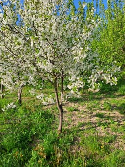 Proprietar – Gospodărie mare 5.600 mp, casă, livadă bogată, stupină și lac, com. Potlogi — miniatură 6