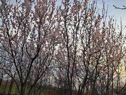 Proprietar – Gospodărie mare 5.600 mp, casă, livadă bogată, stupină și lac, com. Potlogi — miniatură 7
