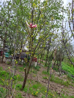 Proprietar – Gospodărie mare 5.600 mp, casă, livadă bogată, stupină și lac, com. Potlogi — miniatură 8